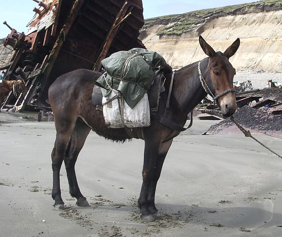 mule with a pack on its back