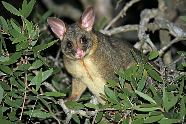possum surrounded by leaves in a tree