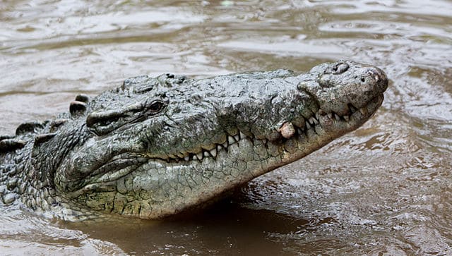 american crocodile