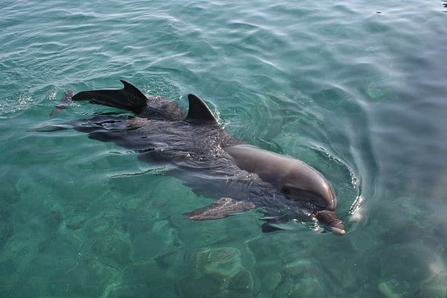 Dolphin in clear blue water