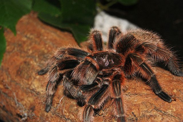 Grammastola tarantula on tree branch