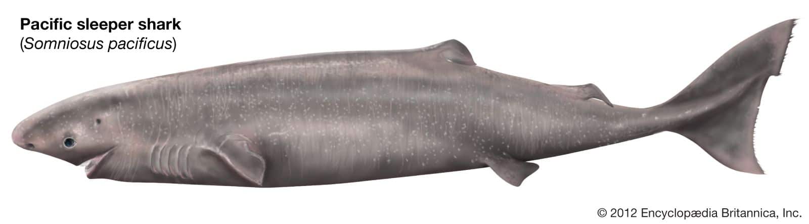 pacific sleeper shark