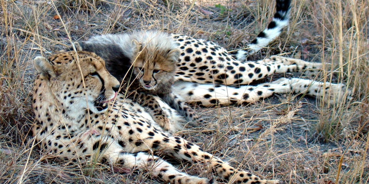 A_little_cheetah_lying_on_his_mom-JD By original by Lukas Kaffer (Super.lukas); crops and changes by JD - Image:A little cheetah lieying on his mom.JPG, CC BY-SA 3.0, https://commons.wikimedia.org/w/index.php?curid=2647356