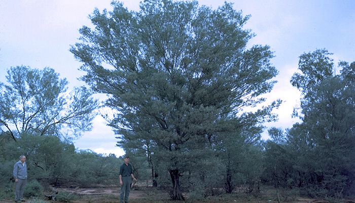Acacia tree with human for scale