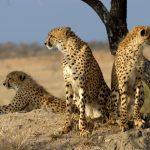 Acinonyx_jubatus_Sabi_Sand