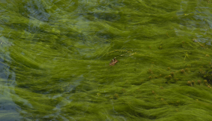 Algae underwater