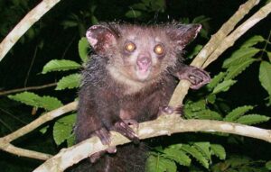 Aye aye (Wikimedia Commons)