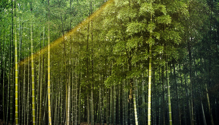 Bamboo forest
