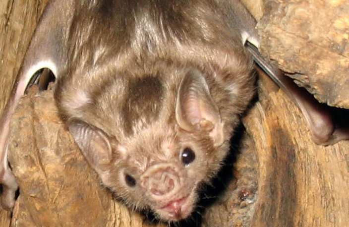 White-winged vampire bat