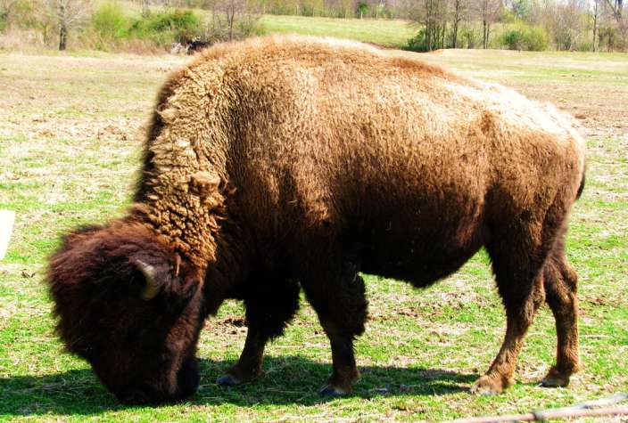 Beefalo grazing in field