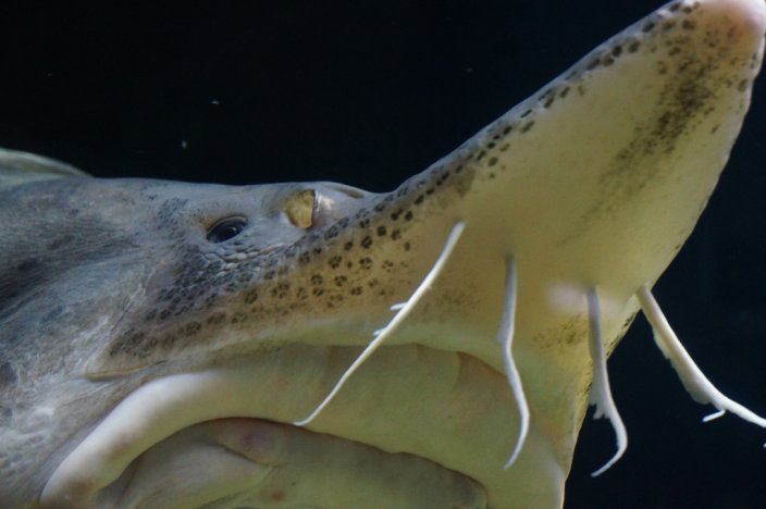 Beluga Sturgeon close up