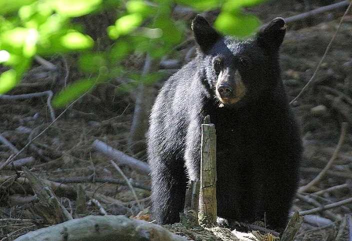 black bear in forest