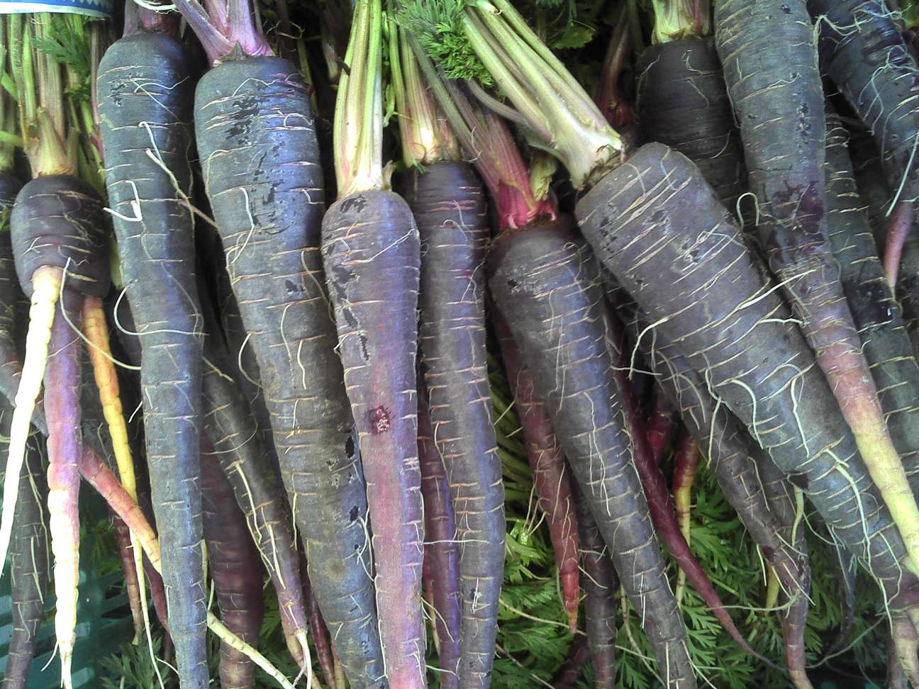 black-carrots-img4343