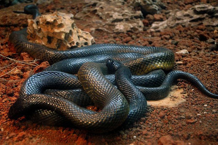 Black Mamba (Victor Fernando Ocampo/Flickr)