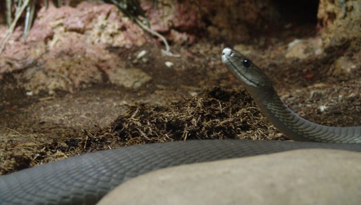 black mamba