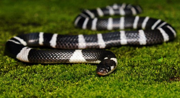 Blue Krait (Markus Oulehla/Flickr)