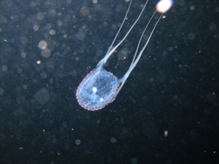 Box Jellyfish (David Lambert/Flickr)