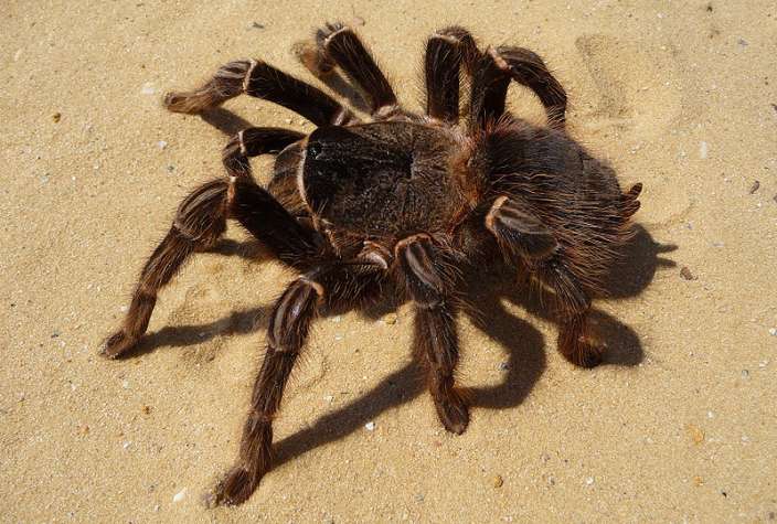 Brazilian Salmon Pink Birdeater