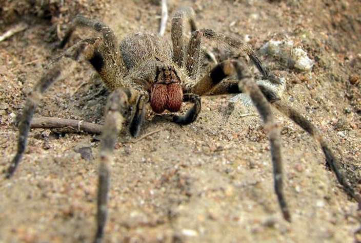 Brazilian Wandering Spider