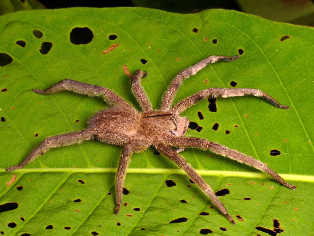 Brazilian Wandering Spider on large green leaf