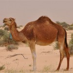 Camel (Louise Bleaky/Flickr)