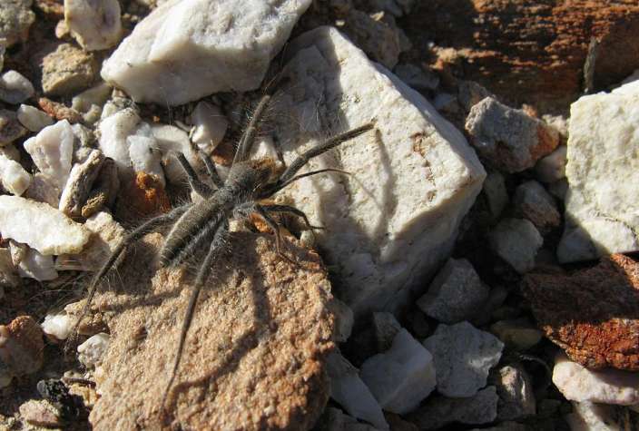Camel Spider