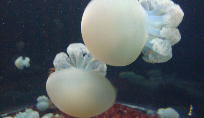 Cannonball Jellyfish