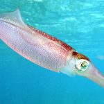 Caribbean_reef_squid