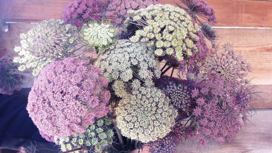 Carrot Flowers