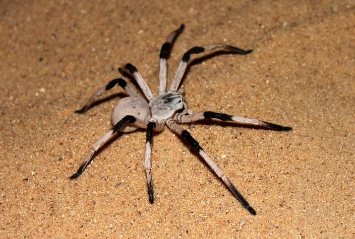 Cerbalus Aravensis