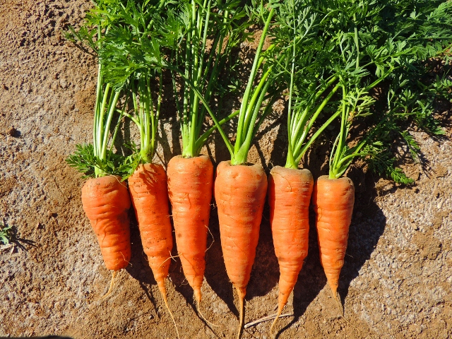 Chantenay-carrots-img554