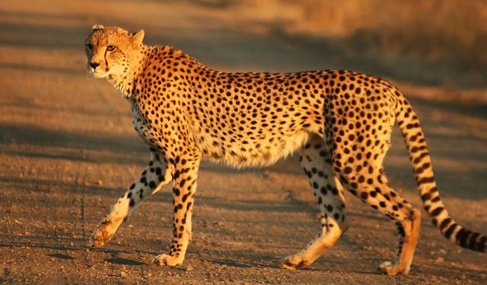 cheetah crossing the road