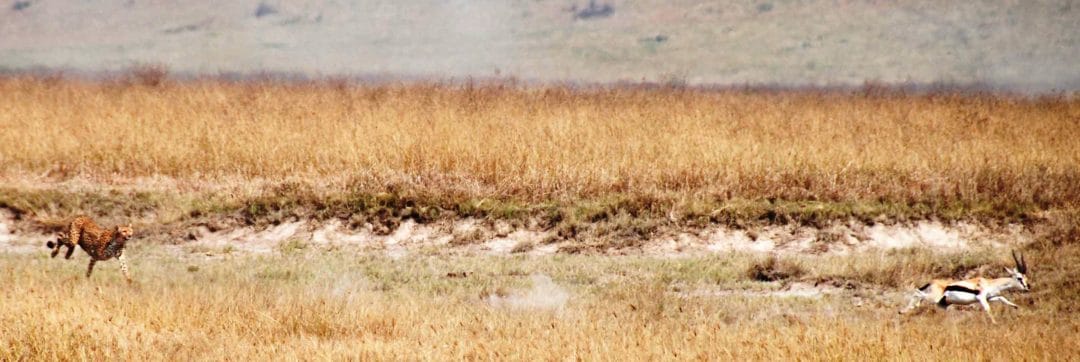 Cheetah_chasing_Thompsons_gazelle_crop Cheetah_chasing_Thompsons_gazelle_crop