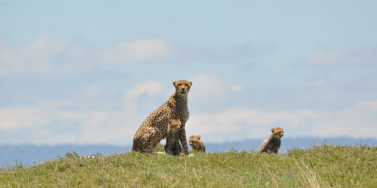 Cheetah_with_cubs_-_Masaai_Mara,_Kenya_-_2014 Cheetah_with_cubs_-_Masaai_Mara,_Kenya_-_2014