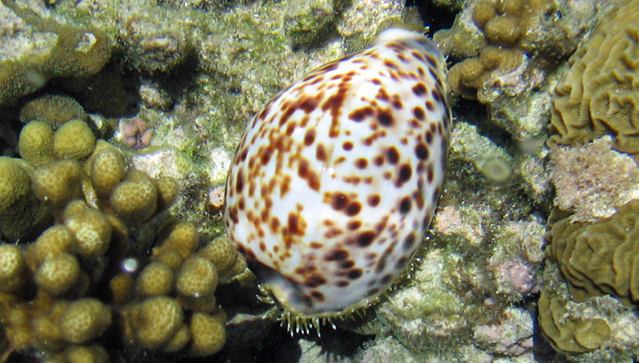 cone snail on coral reef