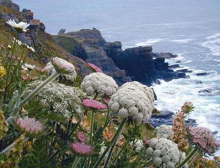 daucus carota