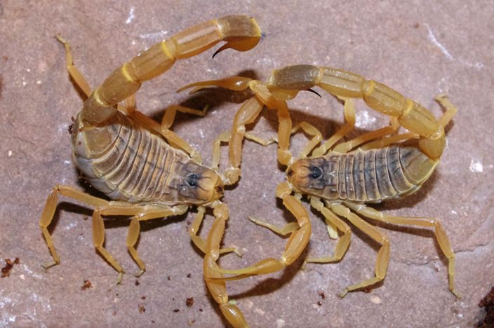 Death Stalker Scorpions fighting (Anthony/Flickr)
