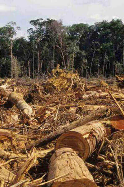 deforestation