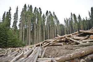 Forest Being Cleared