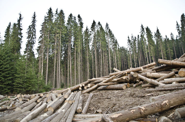 Forest Being Cleared
