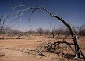 a dried up tree in the desert