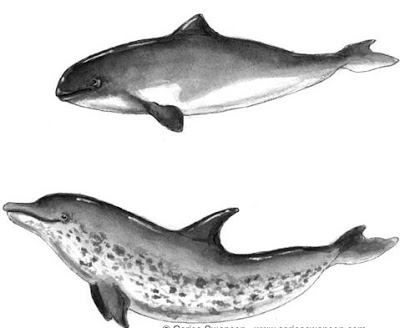 2 icons of a dolphin and porpoise