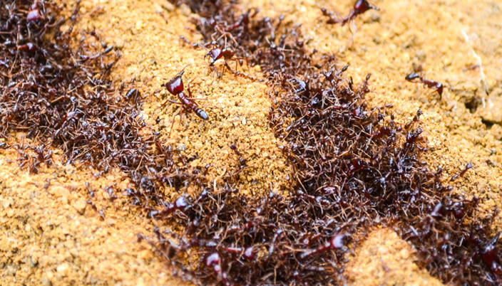group of driver ants on sand