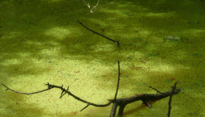 duckweed in pond with branch sticking out