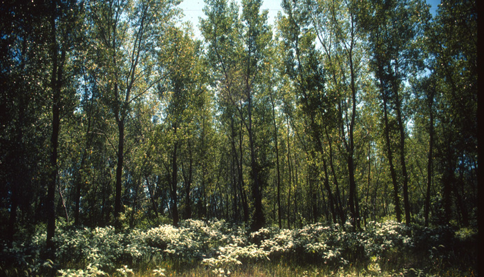 Eastern Cottonwood
