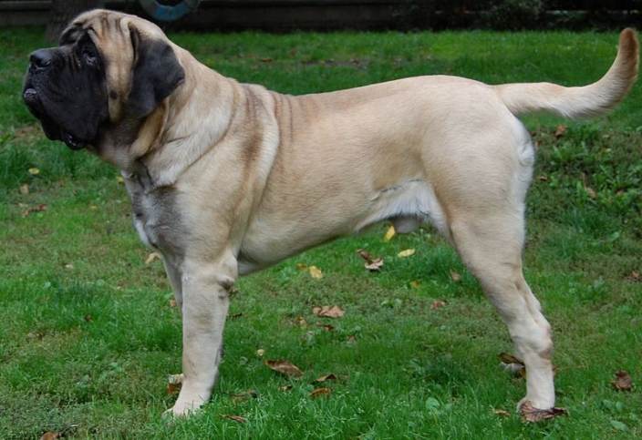 English Mastiff in grassy yard