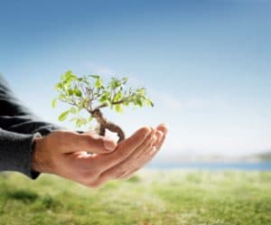 person holding small tree in their hands