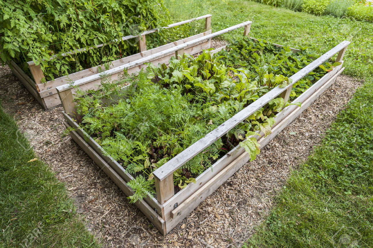 backyard carrot plant farms