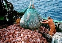 large number of fish on boat deck with fisherman emptying fish net