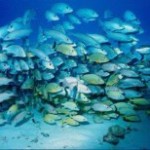 large school of fish
